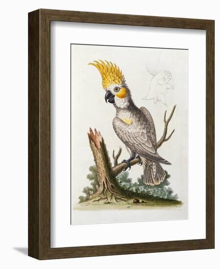 Lefser Cockatoo. from  'A Natural History of Uncommon Birds, and of Some Other Rare and…-George Edwards-Framed Giclee Print