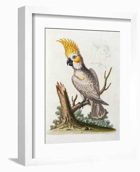 Lefser Cockatoo. from  'A Natural History of Uncommon Birds, and of Some Other Rare and…-George Edwards-Framed Giclee Print