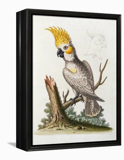 Lefser Cockatoo. from  'A Natural History of Uncommon Birds, and of Some Other Rare and…-George Edwards-Framed Premier Image Canvas