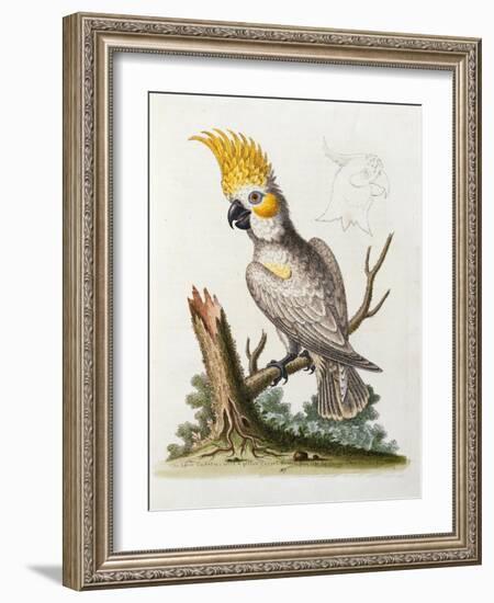 Lefser Cockatoo. from  'A Natural History of Uncommon Birds, and of Some Other Rare and…-George Edwards-Framed Giclee Print