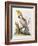 Lefser Cockatoo. from  'A Natural History of Uncommon Birds, and of Some Other Rare and…-George Edwards-Framed Giclee Print