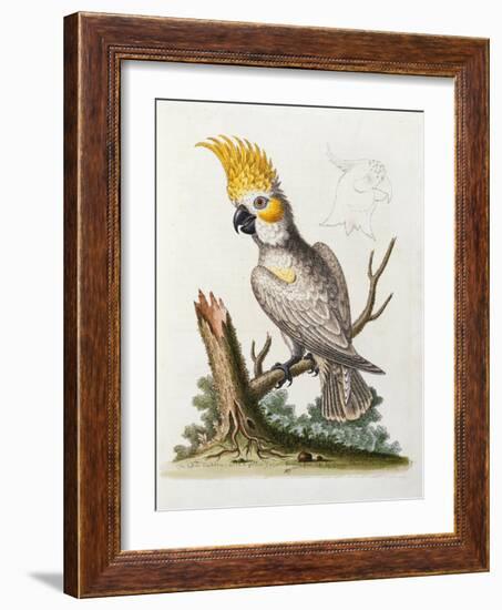 Lefser Cockatoo. from  'A Natural History of Uncommon Birds, and of Some Other Rare and…-George Edwards-Framed Giclee Print