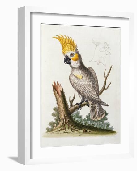 Lefser Cockatoo. from  'A Natural History of Uncommon Birds, and of Some Other Rare and…-George Edwards-Framed Giclee Print