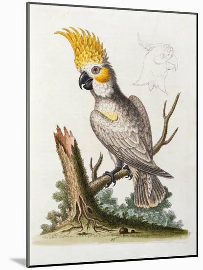 Lefser Cockatoo. from  'A Natural History of Uncommon Birds, and of Some Other Rare and…-George Edwards-Mounted Giclee Print