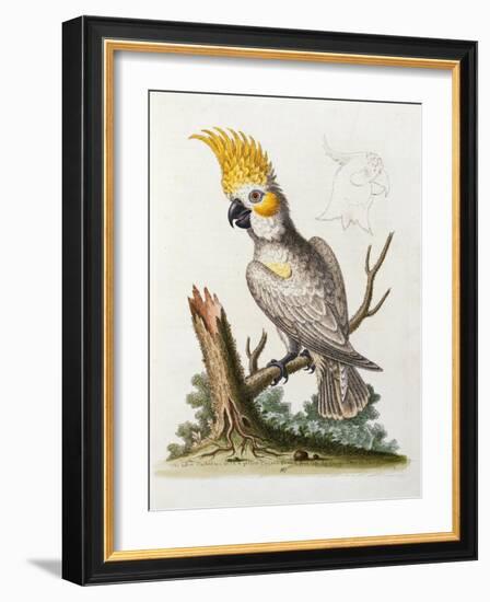 Lefser Cockatoo. from  'A Natural History of Uncommon Birds, and of Some Other Rare and…-George Edwards-Framed Giclee Print