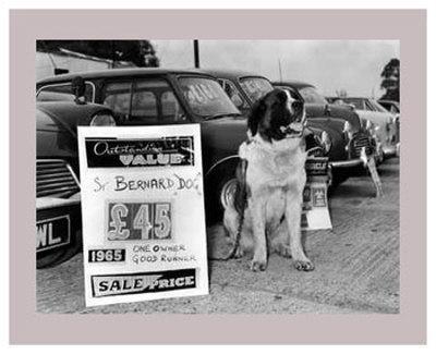 Empire Art Direct Saint Bernard Black and White Pet Paintings on