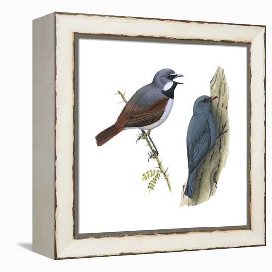 (Left) Red-Tailed Vanga-Shrike (Calicalicus Madagascariensis)-Encyclopaedia Britannica-Framed Stretched Canvas