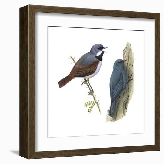 (Left) Red-Tailed Vanga-Shrike (Calicalicus Madagascariensis)-Encyclopaedia Britannica-Framed Art Print