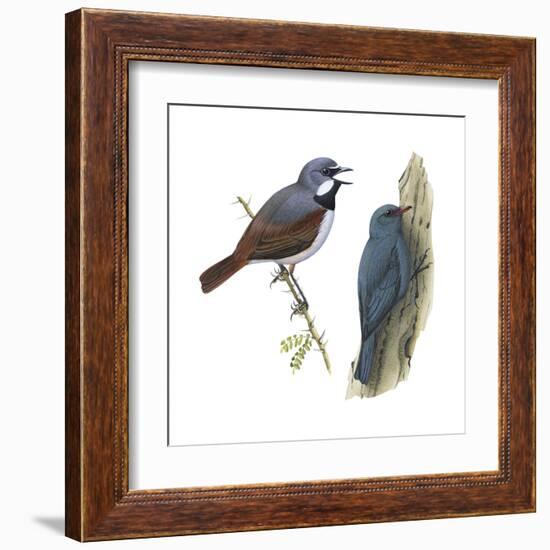 (Left) Red-Tailed Vanga-Shrike (Calicalicus Madagascariensis)-Encyclopaedia Britannica-Framed Art Print