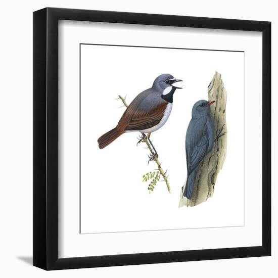 (Left) Red-Tailed Vanga-Shrike (Calicalicus Madagascariensis)-Encyclopaedia Britannica-Framed Art Print