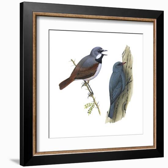 (Left) Red-Tailed Vanga-Shrike (Calicalicus Madagascariensis)-Encyclopaedia Britannica-Framed Art Print