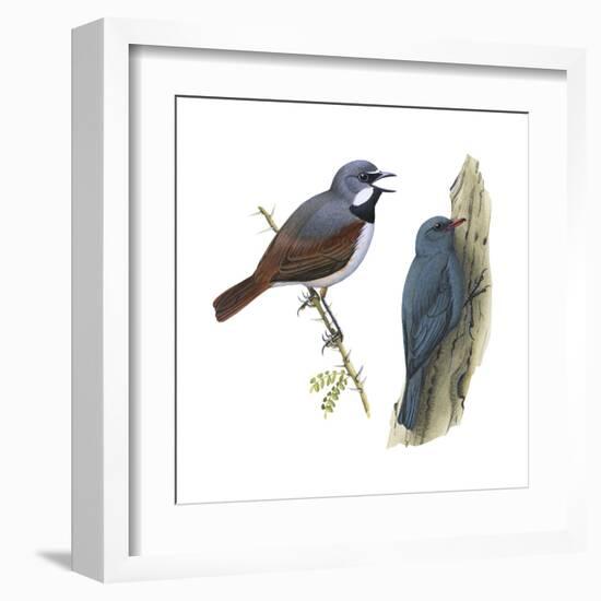 (Left) Red-Tailed Vanga-Shrike (Calicalicus Madagascariensis)-Encyclopaedia Britannica-Framed Art Print