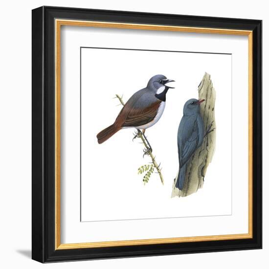 (Left) Red-Tailed Vanga-Shrike (Calicalicus Madagascariensis)-Encyclopaedia Britannica-Framed Art Print