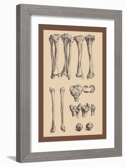Leg Bones-Andreas Vesalius-Framed Art Print