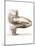 Leg Musculature, Artwork-Mehau Kulyk-Mounted Photographic Print