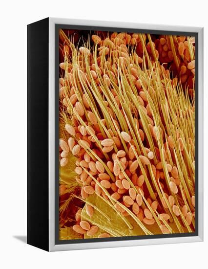 Leg of a bee with pollen-Micro Discovery-Framed Premier Image Canvas