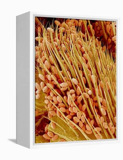 Leg of a bee with pollen-Micro Discovery-Framed Premier Image Canvas