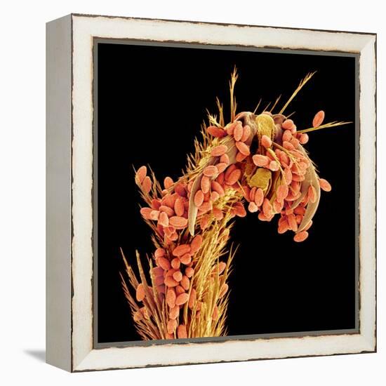 Leg of a bee with pollen-Micro Discovery-Framed Premier Image Canvas