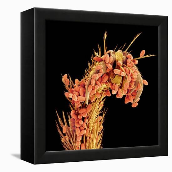 Leg of a bee with pollen-Micro Discovery-Framed Premier Image Canvas