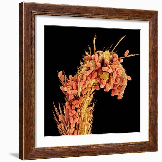 Leg of a bee with pollen-Micro Discovery-Framed Photographic Print