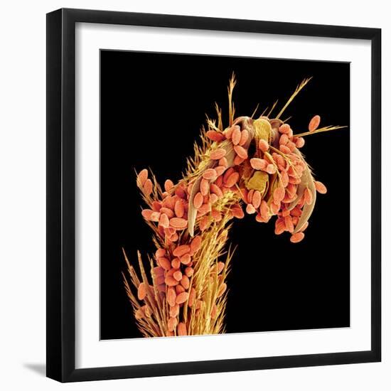 Leg of a bee with pollen-Micro Discovery-Framed Photographic Print