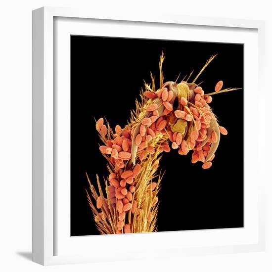 Leg of a bee with pollen-Micro Discovery-Framed Photographic Print