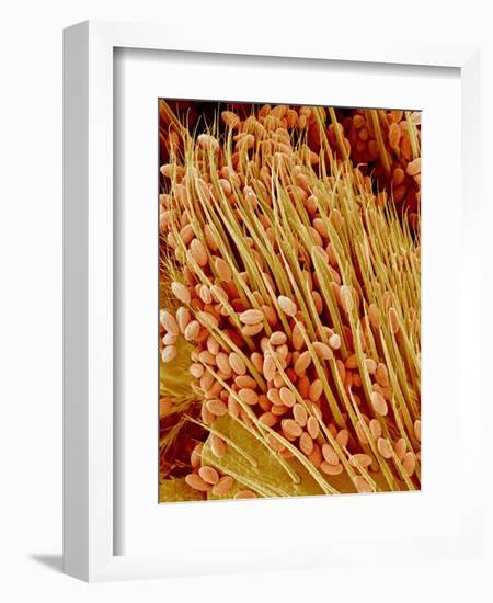 Leg of a bee with pollen-Micro Discovery-Framed Photographic Print