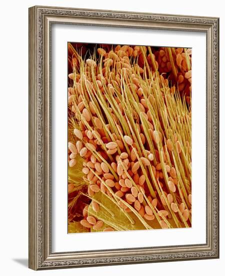 Leg of a bee with pollen-Micro Discovery-Framed Photographic Print