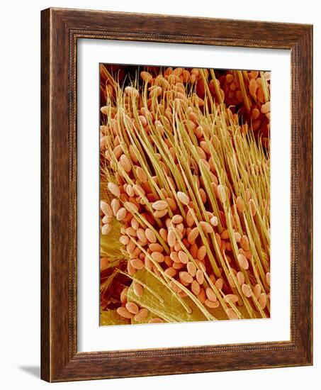 Leg of a bee with pollen-Micro Discovery-Framed Photographic Print