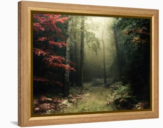 Legendary Forest in Brittany-Philippe Manguin-Framed Premier Image Canvas