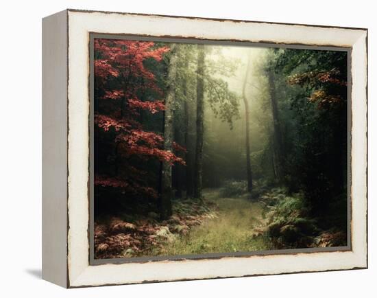 Legendary Forest in Brittany-Philippe Manguin-Framed Premier Image Canvas