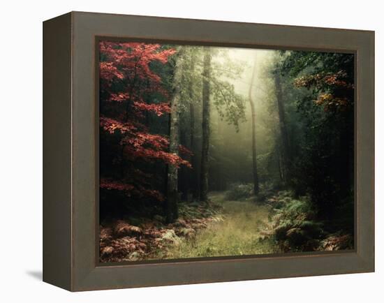 Legendary Forest in Brittany-Philippe Manguin-Framed Premier Image Canvas
