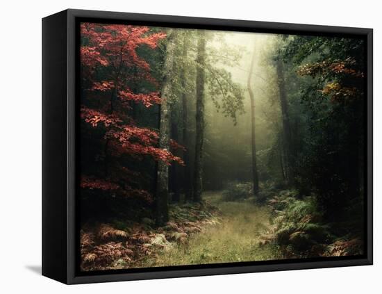 Legendary Forest in Brittany-Philippe Manguin-Framed Premier Image Canvas