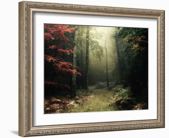 Legendary Forest in Brittany-Philippe Manguin-Framed Photographic Print