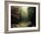 Legendary Forest in Brittany-Philippe Manguin-Framed Photographic Print