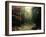 Legendary Forest in Brittany-Philippe Manguin-Framed Photographic Print