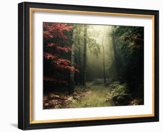 Legendary Forest in Brittany-Philippe Manguin-Framed Photographic Print