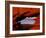 Legendary Pike's Peak, Garden of the Gods, Colorado Springs, Colorado-Jerry Ginsberg-Framed Photographic Print