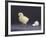 Leghorn Chick-null-Framed Photographic Print