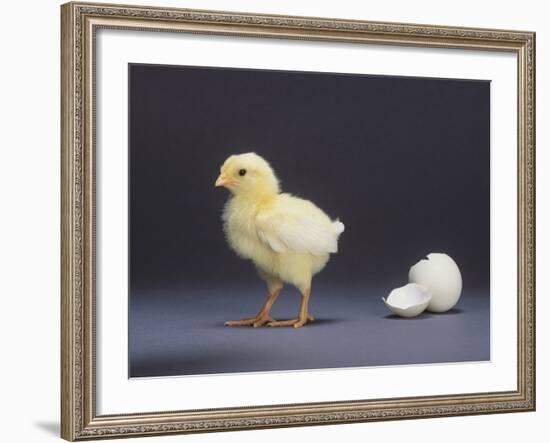 Leghorn Chick-null-Framed Photographic Print