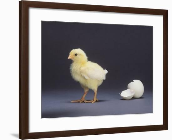 Leghorn Chick-null-Framed Photographic Print