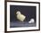 Leghorn Chick-null-Framed Photographic Print