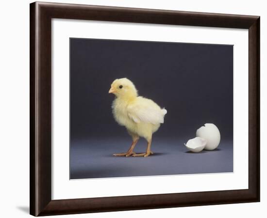 Leghorn Chick-null-Framed Photographic Print