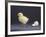 Leghorn Chick-null-Framed Photographic Print