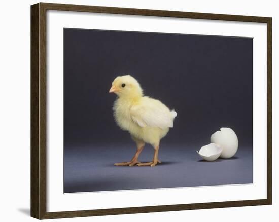 Leghorn Chick-null-Framed Photographic Print