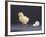 Leghorn Chick-null-Framed Photographic Print