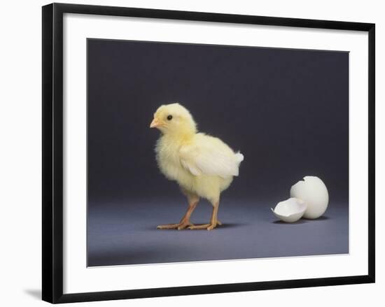 Leghorn Chick-null-Framed Photographic Print