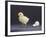 Leghorn Chick-null-Framed Photographic Print