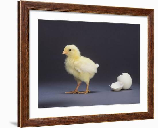 Leghorn Chick-null-Framed Photographic Print