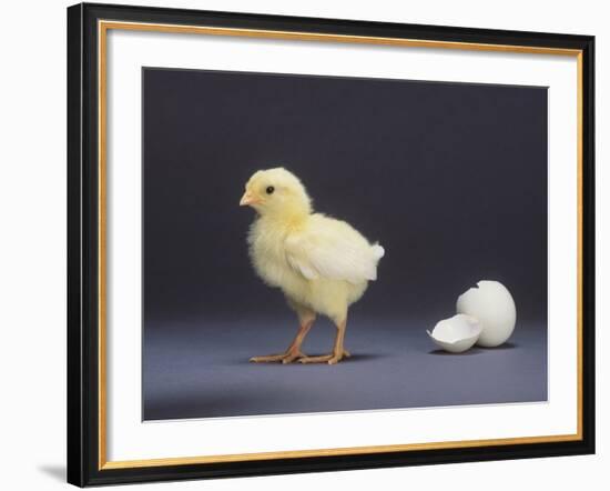 Leghorn Chick-null-Framed Photographic Print